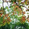 深まりゆく秋５（南京櫨の紅葉）