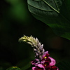 秋の七草葛（クズ）の花