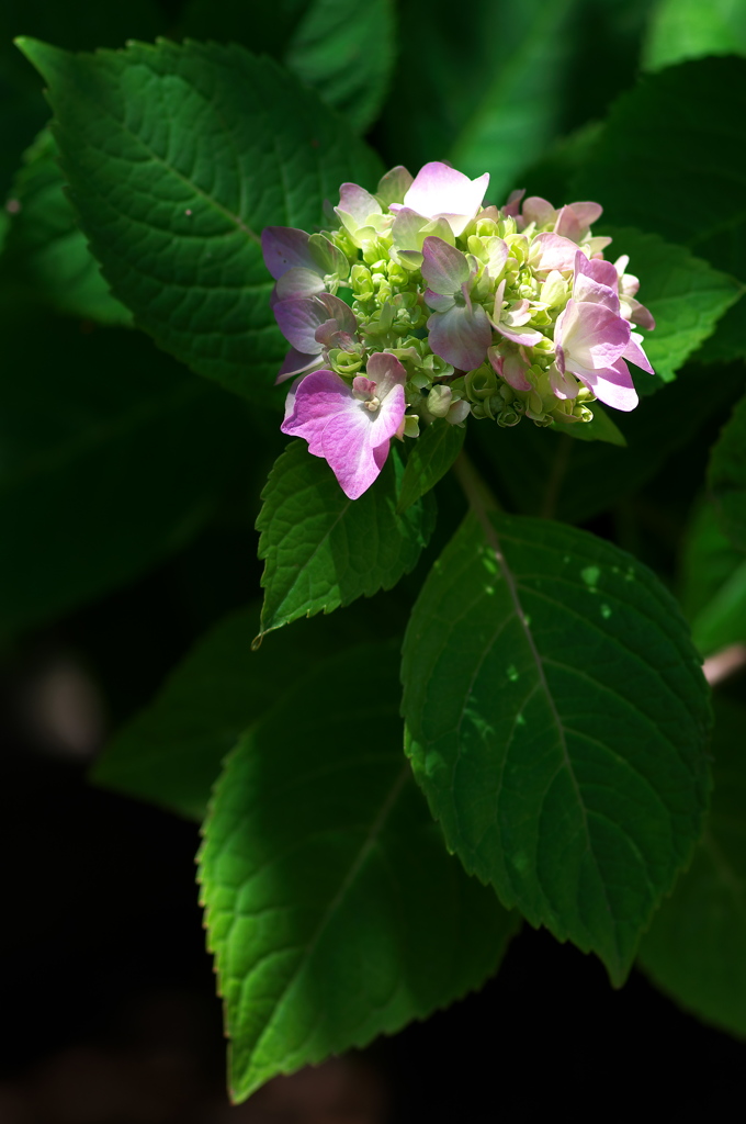 神社の鉢植えの紫陽花が咲いた２