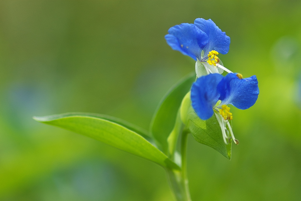 畔に咲く野草花（ツユクサ）