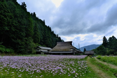 久多の北山友禅菊１