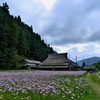 久多の北山友禅菊１
