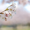 満開の公園のサクラ２