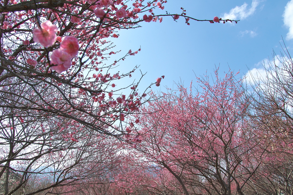 いなべ農業公園の梅林１