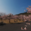 明石海峡公園の河津桜（カワヅザクラ）２