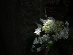 住吉神社の紫陽花（アジサイ）が見頃２