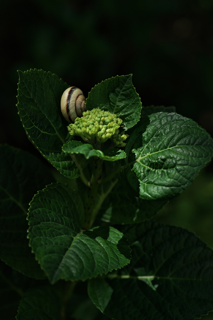 紫陽花（アジサイ）と蝸牛（カタツムリ）２