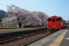 山陰本線竹野駅のサクラ