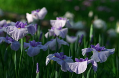 夏の万博記念公園３（花しょうぶ田）