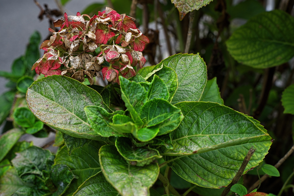 路傍の枯紫陽花２