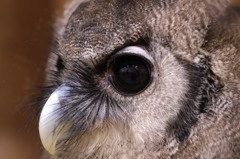 ふくろうカフェのフクロウたち３