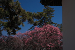 御厨神社の紅梅２
