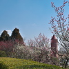 石ケ谷公園の梅園２