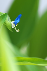 空き地で見つけた野草花３（露草）