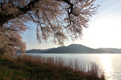 奥琵琶湖桜三昧８（海津大崎３）