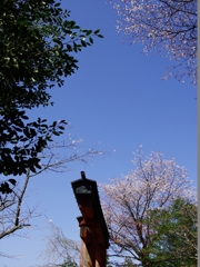 吉野千本桜２