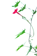 羽衣縷紅草（ハゴロモルコウソウ）