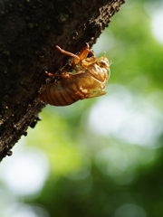 夏の花々１８（蝉の抜け殻）