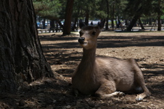 奈良公園の鹿（シカ）