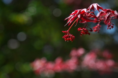 神社の枝垂紅葉（シダレモミジ）３