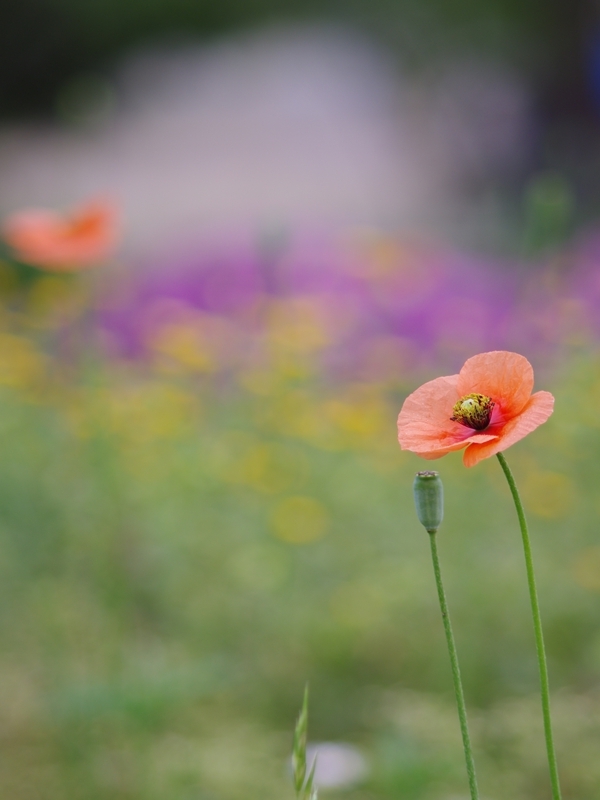 長実雛芥子（ナガミヒナゲシ）４