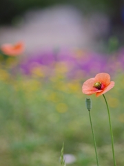 長実雛芥子（ナガミヒナゲシ）４