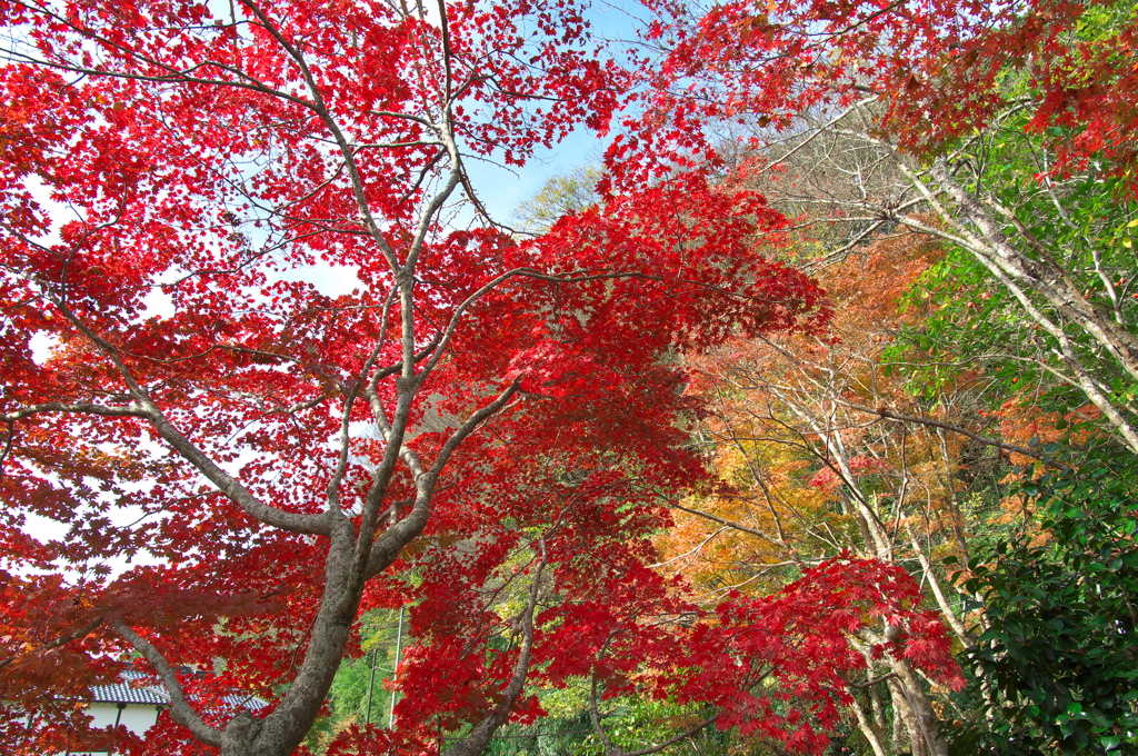 岡山紅葉探しの旅１（近水園）