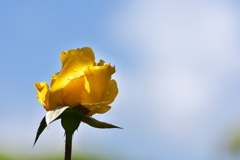 須磨離宮公園の黄色の薔薇（バラ）