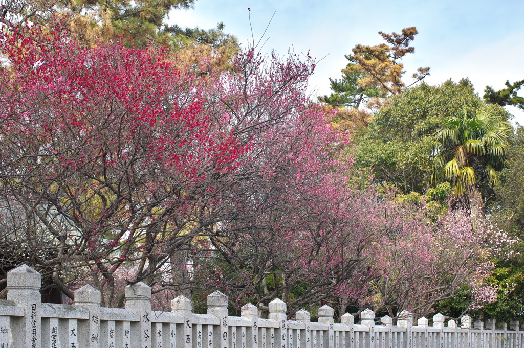 御厨神社の梅林２