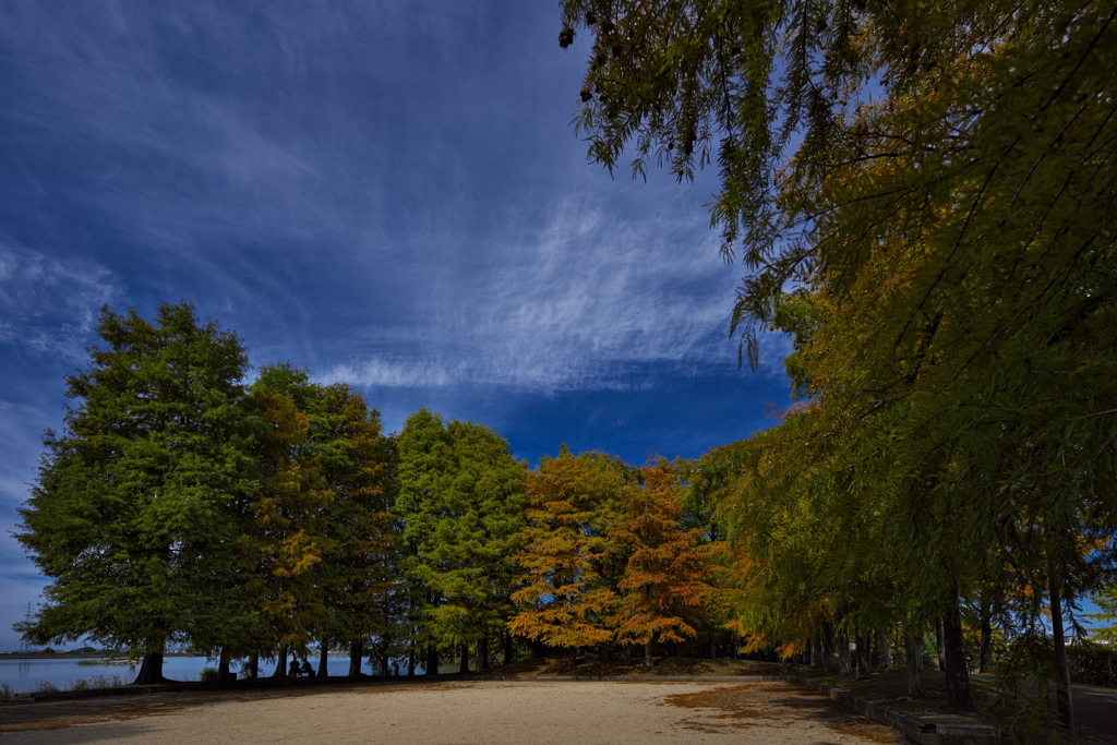 晩秋の落羽松（ラクウショウ）２