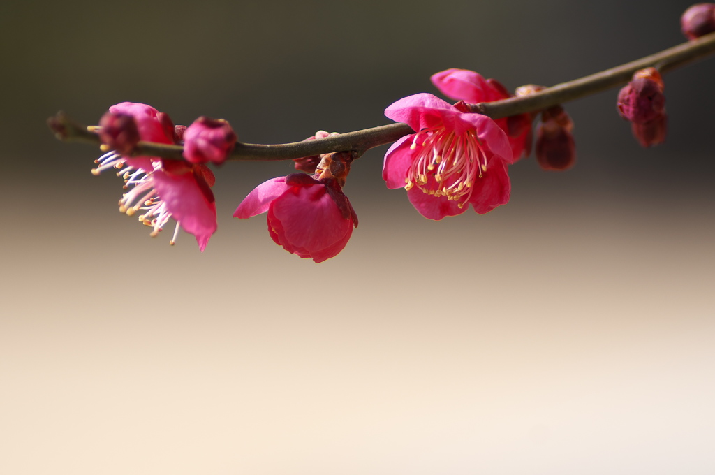 春の兆し４（紅梅）