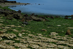 初夏の播磨灘の渚２
