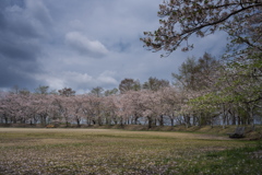 天満大池公園の桜並木２