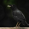 公園の八哥鳥（ハッカチョウ）１