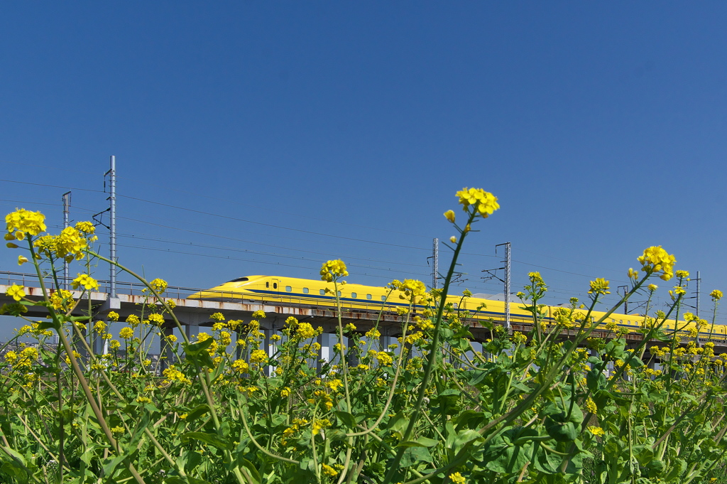 菜の花畑を行くドクターイエロー