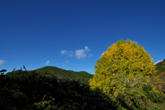 宝泉寺（ほうせんじ）の福定の大銀杏