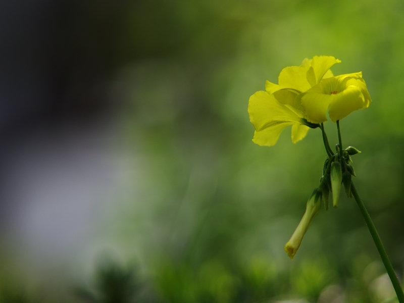 春爛漫４（オギザリス）