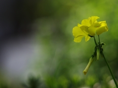 春爛漫４（オギザリス）