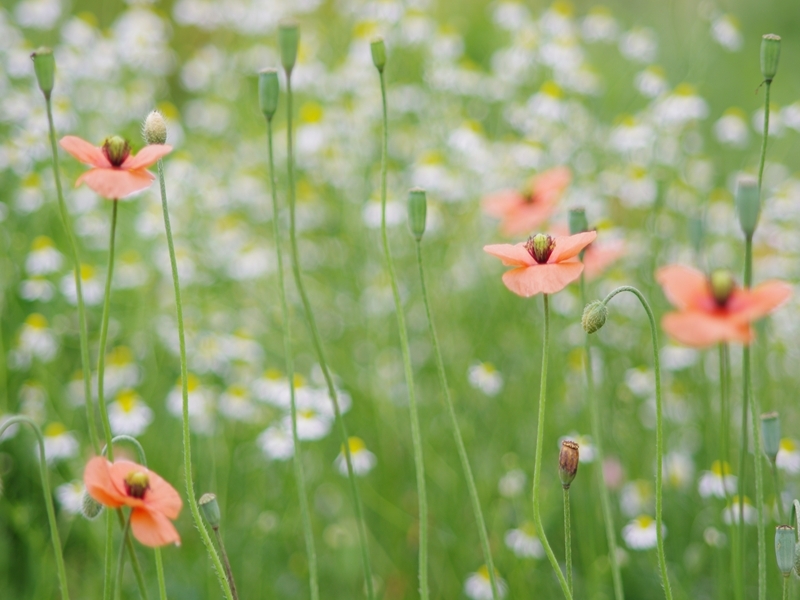 長実雛芥子（ナガミヒナゲシ）５