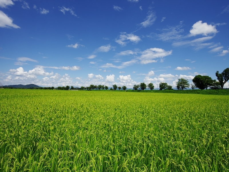 里山の風景（滋賀）