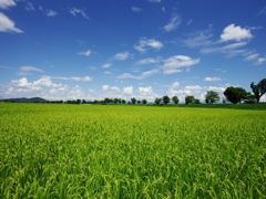 里山の風景（滋賀）