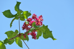 街路樹の花々（アカバナトチノキ）