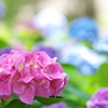 紫陽花（アジサイ）三昧３