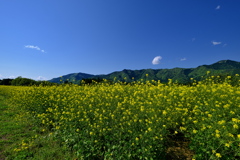 朝来（あさご）四季彩の丘カラシナ畑２