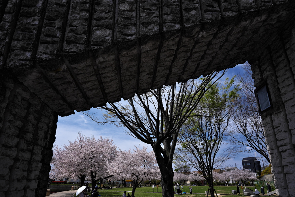 中尾親水公園の桜並木２