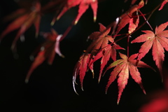 住吉神社の紅葉（モミジ）１