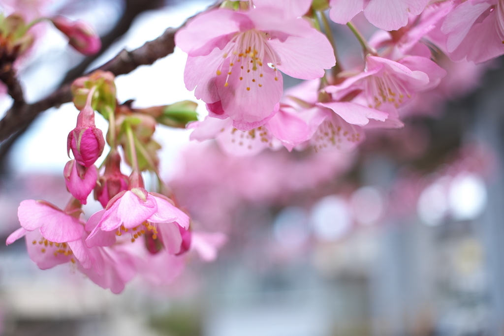 駅前の河津桜（カワヅザクラ）２