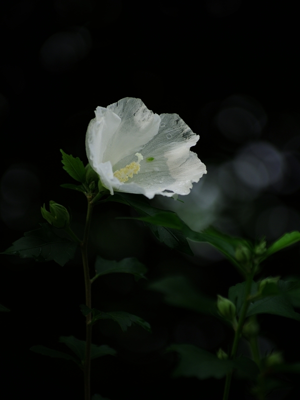 夏の花々１５（木槿）