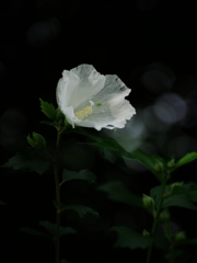 夏の花々１５（木槿）