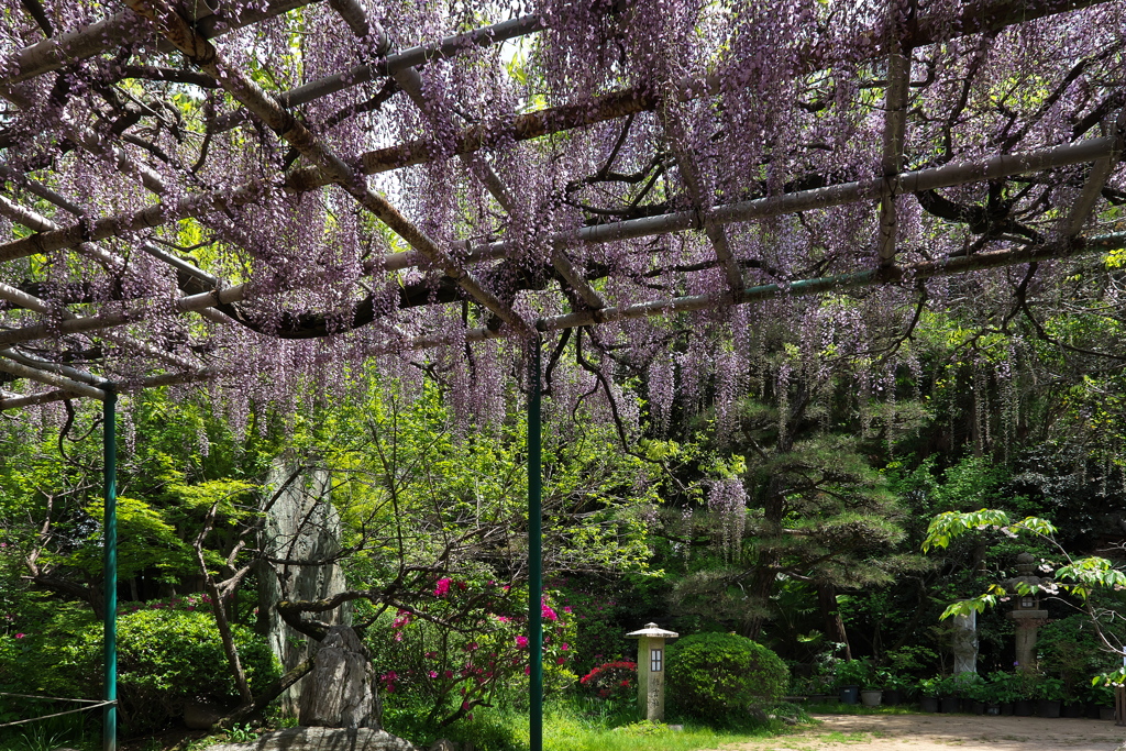 神社のフジが見頃２